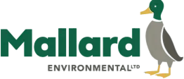 mallard